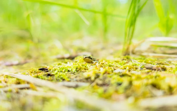 surface level close-up of frog or toad in the wilderness on a bright and sunny day