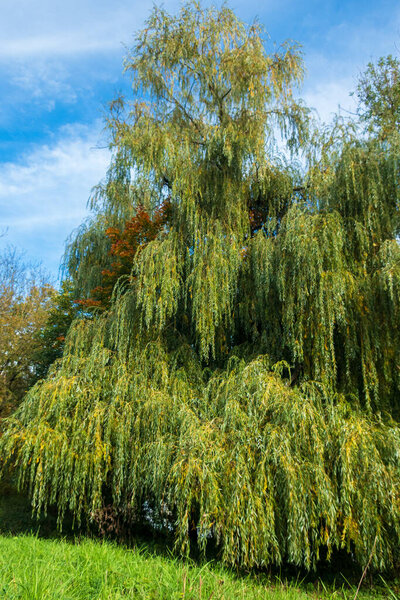 Weeping willow in bright sunlight against blue sky in summer