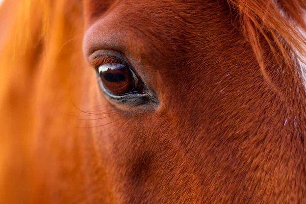 Nahaufnahme Eines Braunen Pferdekopfes Mit Fokus Auf Augen Und Wimpern Stockbild