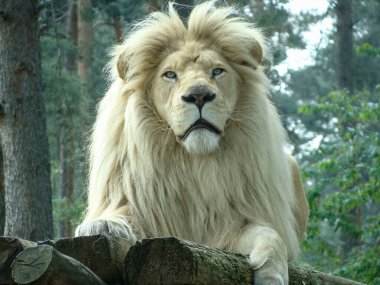Büyük kürk yeleli albino beyaz erkek aslan ahşap bir çatıda nöbet tutuyor.