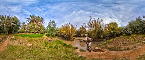 Saftig Grüne Pflanzen Der Wüstenoase Meski Vor Blauem Himmel Marokko lizenzfreie Stockbilder