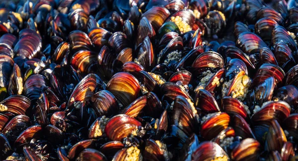 Sealife Waterfront Rock Covered Wild Mussels — Stock Photo, Image