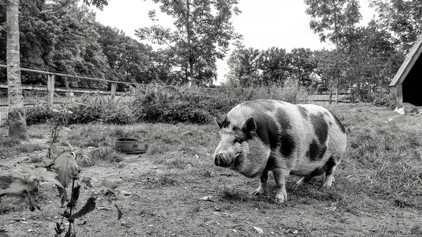 Foto Preto Branco Porco Grande Porca Uma Fazenda — Fotografia de Stock