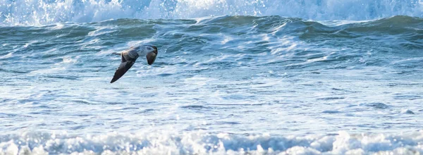 Vista Sull Oceano Con Primo Piano Del Gabbiano Che Vola — Foto Stock