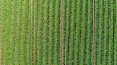 İnsansız hava aracı tarla üzerinde uçuyor. Kırsal kesimde güneşli bir günde yeşil ağaçlar sıralanmış.