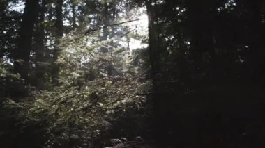 Kanada 'daki Algonquin İl Parkı' nda yaz günü sık ve karanlık bir ormanda ağaçların dallarını delip geçen güneş ışınlarının alçak açılı görüntüsü