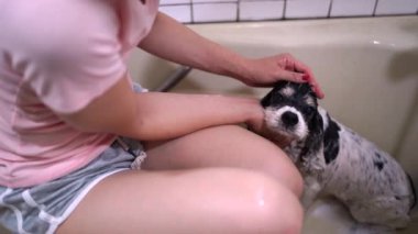 Yukarıda, küvette oturan ve evde sevimli Cocker Spaniel köpeğini yıkayan tanınmamış bir kadın sahibinden.