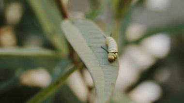 Doğada yaz günü çiçek açan bitkilerin yapraklarına asılmış tırtıllar.
