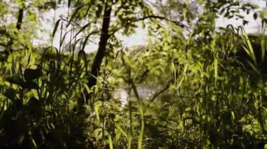 Yeşil ağaçlar ve uzun otların arasından parlayan parlak güneşin doğru görüntüsünü yansıt ve ormandaki sakin yaz gününde su birikintisine yansıt.