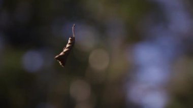Güneşli sonbahar ormanlarında ince örümcek ağına asılı kuru ağaç yaprağının alçak açılı görüntüsü.