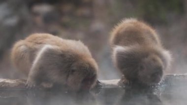 Yamanouchi 'deki Jigokudani Maymun Parkı' ndaki gölden su içen kar maymunları.