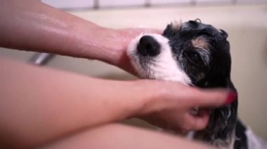 Yukarıda, küvette oturan ve evde sevimli Cocker Spaniel köpeğini yıkayan tanınmamış bir kadın sahibinden.