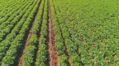 Tarlalarda büyüyen yeşil ağaçlar