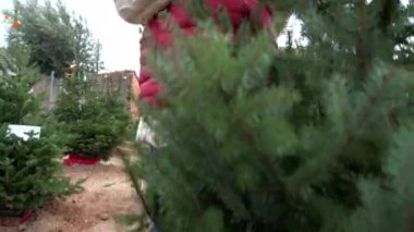 Yeşil yün şapkalı, kırmızı yelekli, beyaz kazaklı, mavi pantolonlu ve sarı çizmeli güzel sarışın çocuk Noel ağacını seçiyor.