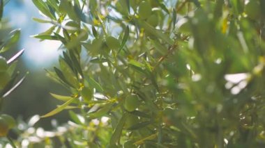 Bahçede güneşli bir günde zeytin ağaçları