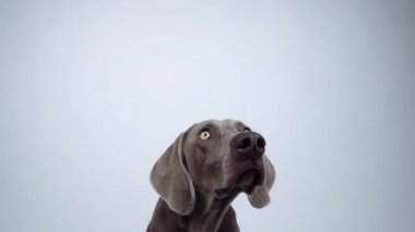 Komik Weimaraner köpeği stüdyoda beyaz arka planda yiyecek yakalıyor.