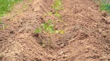Bahçeye yeşil fidanlar eken eldivenli isimsiz bahçıvan.