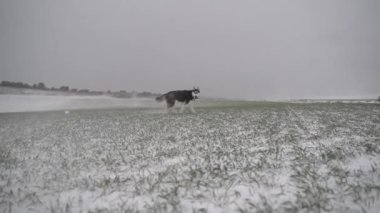 Karlı çayırlarda kışın gri gökyüzünün altında kameraya bakan sivri dilli bir köpek.