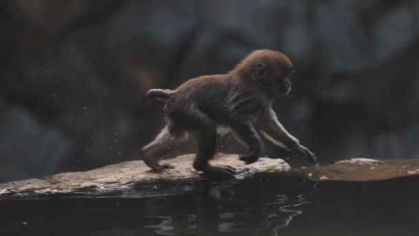 ニホンザルストック動画 ロイヤリティフリーニホンザル動画 Depositphotos