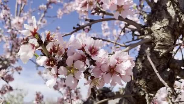 Abeja Trabajadora Sorbiendo Néctar Dulce Tierna Flor Rosa Creciendo Almendro — Vídeos de Stock