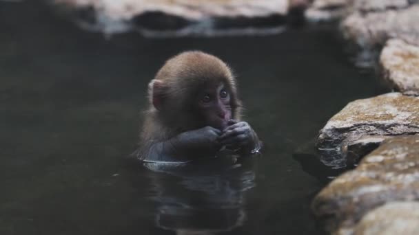 Yamanochi Deki Jigokudani Maymun Parkı Nda Gölet Suyunda Oturup Dinlenen — Stok video