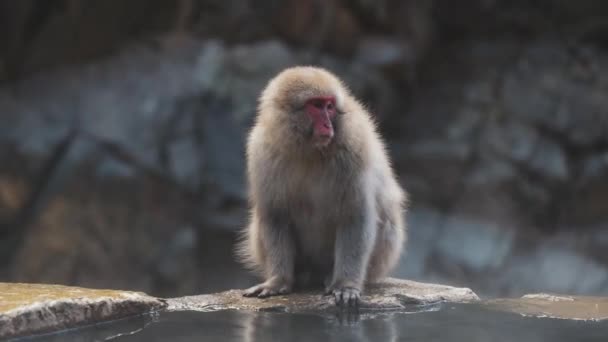 Macaco Neve Calmo Sentado Pedra Perto Lago Jigokudani Monkey Park — Vídeo de Stock