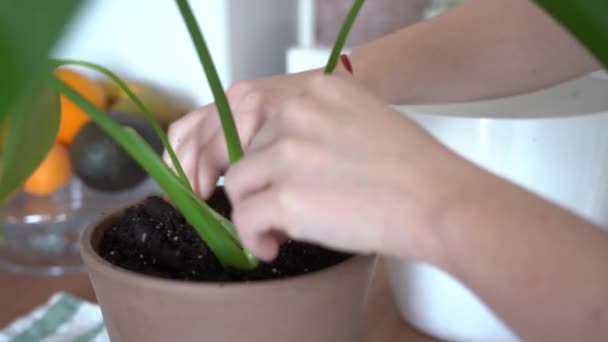 Unbekanntes Weibchen Pflanzt Grüne Zimmerpflanze Keramik Blumentopf Heimischen Tisch — Stockvideo