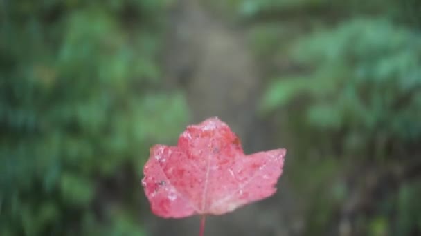 カナダのアルゴンキン州立公園のぼやけた自然背景を背景に立っている間 赤い木の葉を保持している認識できないハイカー — ストック動画