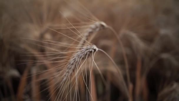 Сухі Шпильки Пшениці Ростуть Сільськогосподарському Полі Під Час Посухи Спричиненої — стокове відео