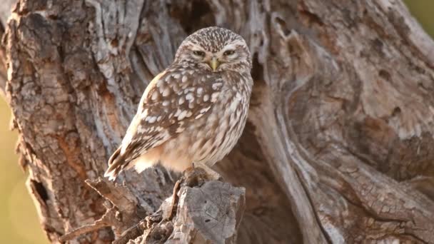 Little Owl Tree Trunk — Stock Video