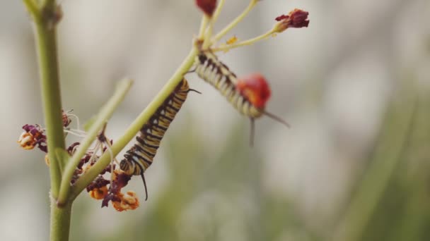 Closeup Caterpillars Hanging Stems Blooming Plant Summer Day Nature — 图库视频影像