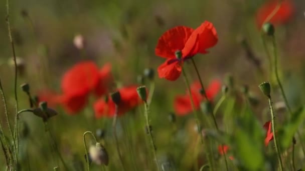 Røde Valmueblomster Svajer Marken Blæsende Dag Landet Slowmotion – Stock-video