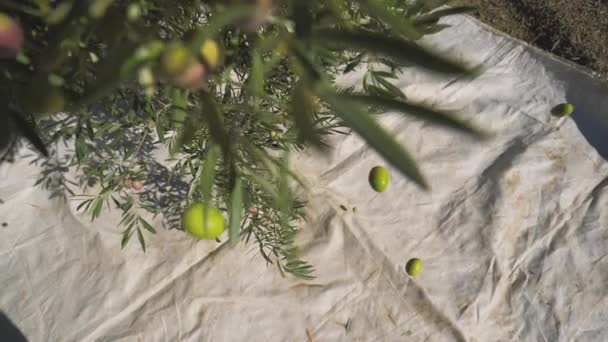 Olive Verdi Che Cadono Dai Rami Albero Tessuto Bianco Nella — Video Stock