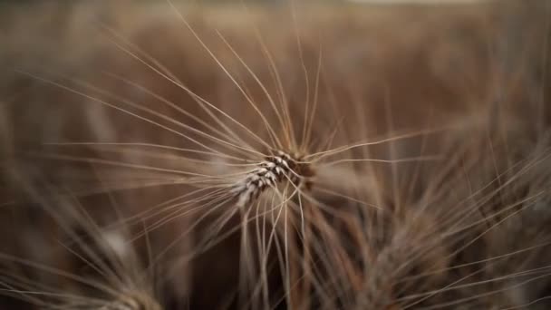 Trockene Weizenspitzen Wachsen Auf Landwirtschaftlichem Feld Während Der Dürre Aufgrund — Stockvideo