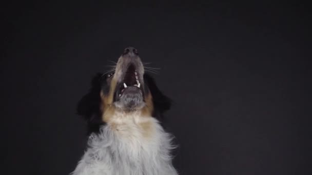 Felnőtt Vegyes Fajta Bordernese Vagy Border Collie Bernese Mountain Dog — Stock videók
