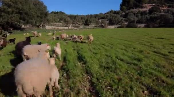 Owce Domowe Łące Wsi — Wideo stockowe