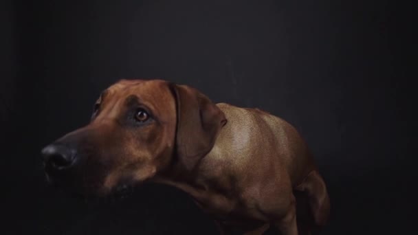 Purebred Ridgeback Σκυλί Αλίευση Σνακ Στο Στούντιο — Αρχείο Βίντεο