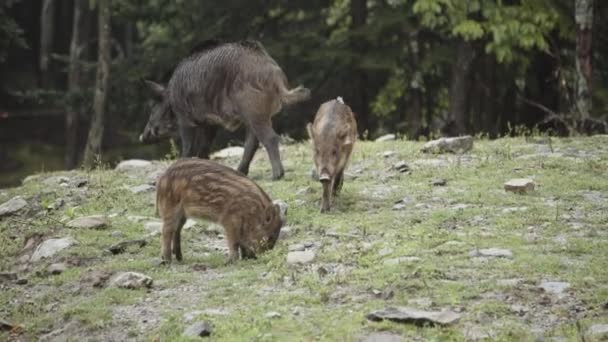 站在森林里的野猪 — 图库视频影像