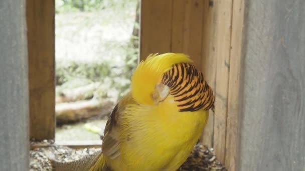 優雅な男性ゴールデンキジと鮮やかな黄色の羽立ちで木製のケージ — ストック動画