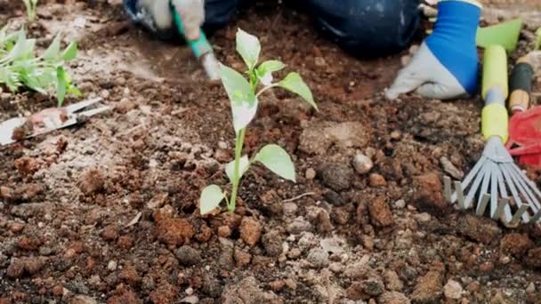 Homem Plantando Vegetação Jardim — Vídeo de Stock