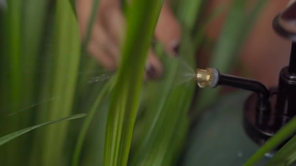 Cropped Unrecognizable Woman Pouring Water Green Plants While Sitting Comfortable — Stockvideo