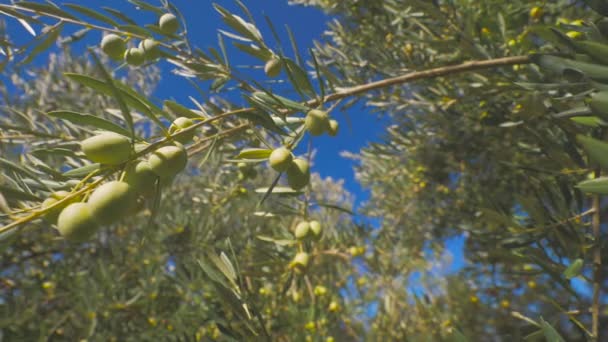 花园里阳光明媚的日子里的橄榄树 — 图库视频影像