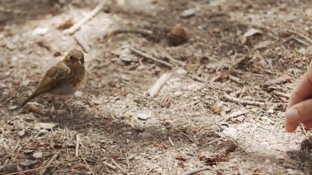 Closeup Crop Person Feeding Tiny Bird Grain Palm Forest — Stock Video