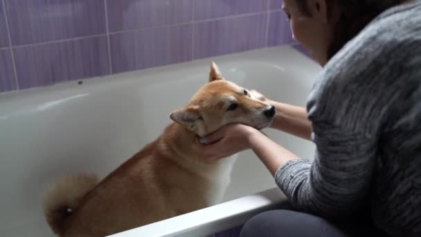 Вигляд Милий Сіба Іну Слухняно Сидить Ванні Нюхає Шматочки Собаки — стокове відео