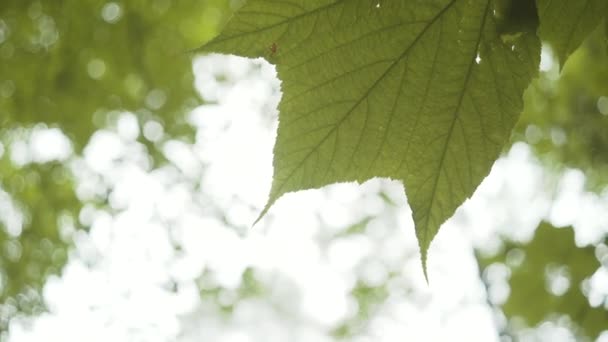 Detailní Záběr Zeleného Listu Kapkami Vody Rostoucími Větvi Stromu Vlnící — Stock video