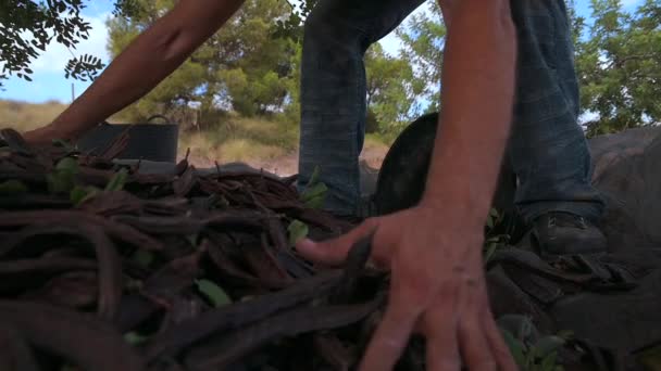 Cropped Unrecognizable Male Worker Picking Ripe Carob Pods Cloth Placed — Stock Video