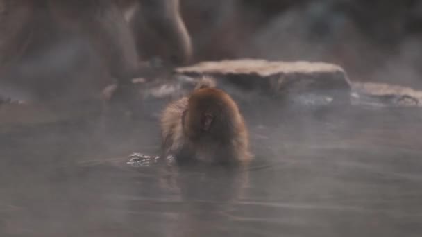 Niedliche Flauschige Japanische Makaken Sitzen Wasser Des Teiches Jigokudani Monkey — Stockvideo