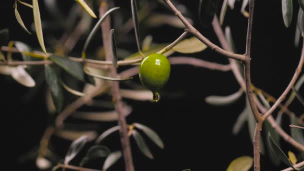 Detailní Čerstvé Oleje Vylití Zelené Olivy Proti Větvím Stromů Tmavé — Stock video