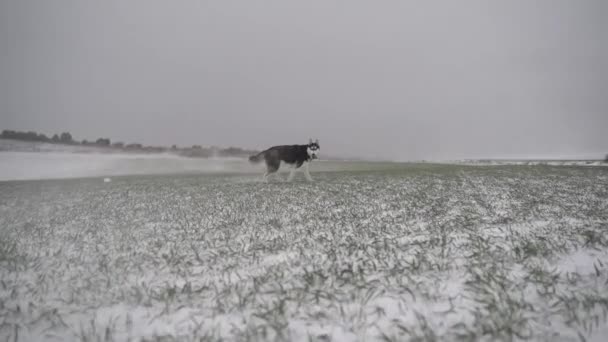 Husky Hund Auf Verschneiter Wiese Mit Ausgestreckter Zunge Wintertag Unter — Stockvideo