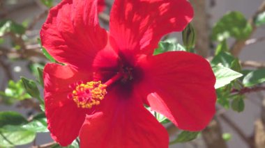 Çiçek açan arılar nektar topluyor.